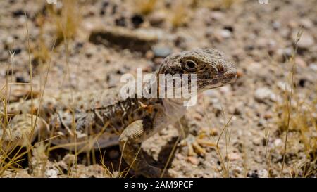 Fringe Mojave-toed lézard dans le désert de Mojave, USA Banque D'Images