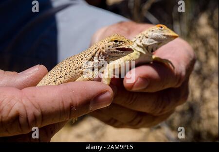 Deux longs doigts fringe Mojave s'emparer de lézard dans le désert de Mojave, USA Banque D'Images