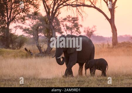 Éléphant d'Afrique, Loxodonta africana, mère et veau au coucher du soleil, Réserve privée de Khwai, Delta d'Okavango, Botswana Banque D'Images