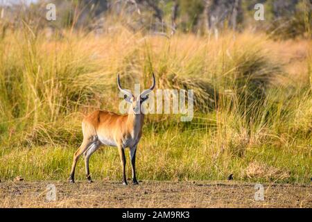 Mâle Red Lechwe, Kobus Leche, Réserve Privée De Khwai, Delta D'Okavango, Botswana. Également connu sous le nom de Southern Lechwe Banque D'Images