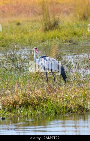 Grue à cliquetis, Bugeranus carunculatus ou Grus carunculata, Réserve privée de Khwai, Delta d'Okavango, Botswana Banque D'Images