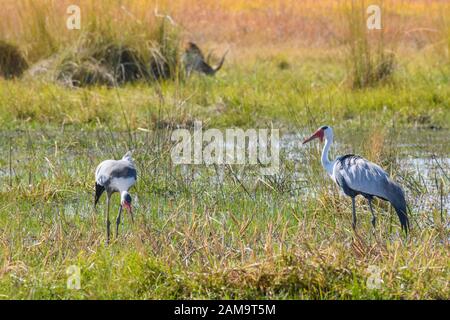 Paire de grues à Wattled, Bugeranus carunculatus ou Grus carunculata, Réserve privée de Khwai, Delta d'Okavango, Botswana Banque D'Images