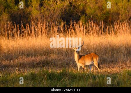 Mâle Red Lechwe, Kobus Leche, Réserve Privée De Khwai, Delta D'Okavango, Botswana. Également connu sous le nom de Southern Lechwe Banque D'Images