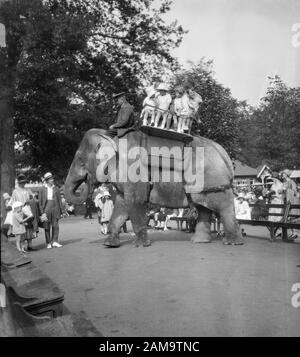 Archivez l'image des promenades à dos d'éléphant au zoo de Londres dans les années 1920. Numériser directement à partir de la vitre négative. Banque D'Images