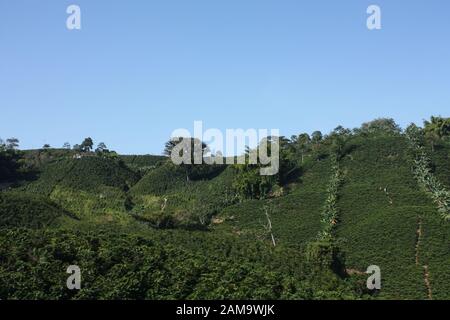 Champs et plantations de café dans les Andes colombiennes. Monténégro, niché entre les montagnes de la Cordillera Central, en Colombie. Zone de h Banque D'Images