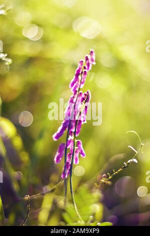 Une fleur de pois de souris violette vive fleurit parmi l'herbe verte avec des gouttes de rosée un matin d'été, illuminée par les rayons du soleil brillant. Banque D'Images