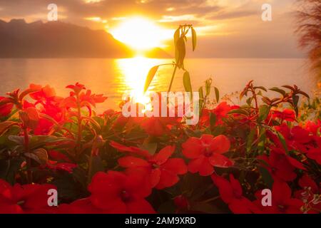 Vue panoramique sur le lac de Genève, en Suisse, avec des fleurs rouges colorées de la promenade de Montreux Banque D'Images