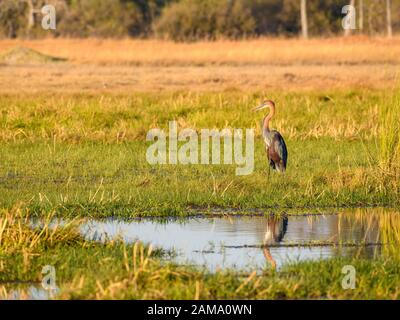 Goliath Heron, Ardea Goliath, Réserve Privée De Khwai, Delta D'Okavango, Botswana Banque D'Images