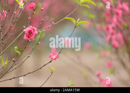 Les fleurs de pêche (cerise) fleurissent dans le jardin Banque D'Images