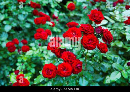 Belle rosiers rouges de velours buisson dans le jardin, gros plan. Banque D'Images