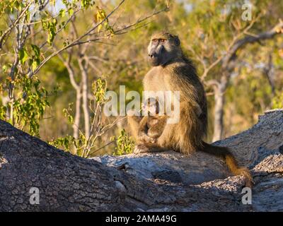 Chacma Baboon, Papio ursinus, mère et bébé, Bushman Plains, Okavanago Delta, Botswana Banque D'Images