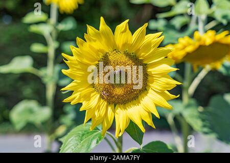 Vue rapprochée du tournesol avec deux bees au miel à Sunshine/Allemagne Banque D'Images