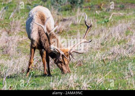 Gros plan du wapiti mâle (Cervus canadensis nannodes) pacage sur les prairies du littoral national de point Reyes, littoral de l'océan Pacifique, Californie Banque D'Images