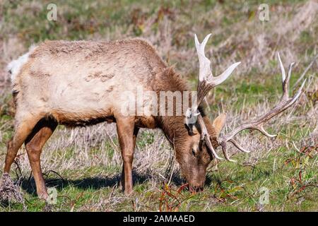 Gros plan du wapiti mâle (Cervus canadensis nannodes) pacage sur les prairies du littoral national de point Reyes, littoral de l'océan Pacifique, Californie Banque D'Images