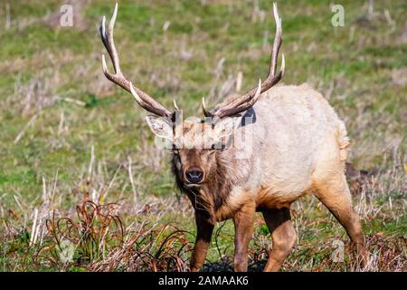 Homme Tule elk (Cervus canadensis nannodes) regardant la caméra; point Reyes National Seashore, littoral de l'océan Pacifique, Californie; Tule elk sont fin Banque D'Images