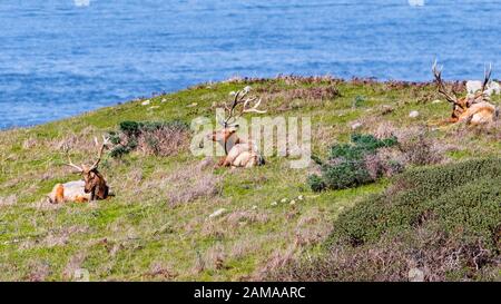 Le wapiti mâle (Cervus canadensis nannodes) assis sur un pré à point Reyes National Seashore, littoral de l'océan Pacifique, Californie; le wapiti de Tule sont en fin de séjour Banque D'Images