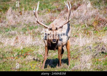 Homme Tule elk (Cervus canadensis nannodes) regardant la caméra; point Reyes National Seashore, littoral de l'océan Pacifique, Californie; Tule elk sont fin Banque D'Images