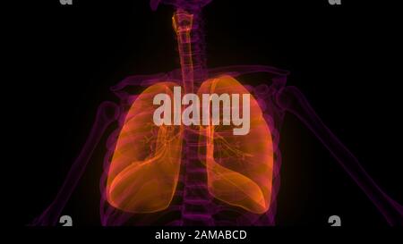 Poumons fait partie de l'anatomie du système respiratoire humain. 3D Banque D'Images