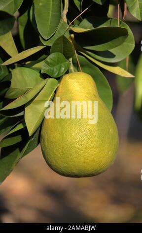 Les gros fruits de pomelo jaune poussent / ripes sur le buisson dans le jardin / ferme, sain, bio frais / bio fruits, gros agrumes, régime végétarien. Banque D'Images