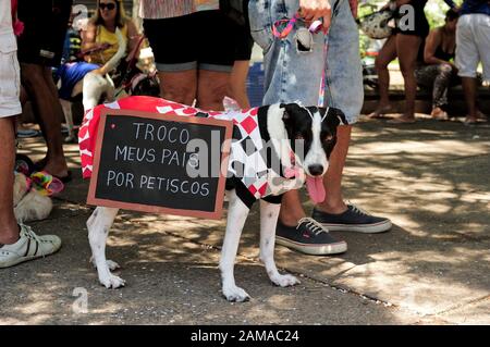 Brésil - février 23, 2019 : chien costumé entre dans l'esprit du carnaval au cours de l'assemblée annuelle tenue à parti animaux de Tijuca, à Rio de Janeiro, zone nord. Banque D'Images