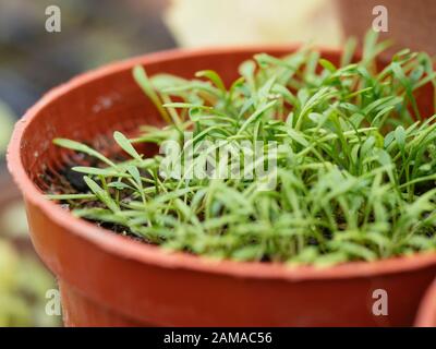 Plantules de purslane hivernales en croissance en janvier. Banque D'Images