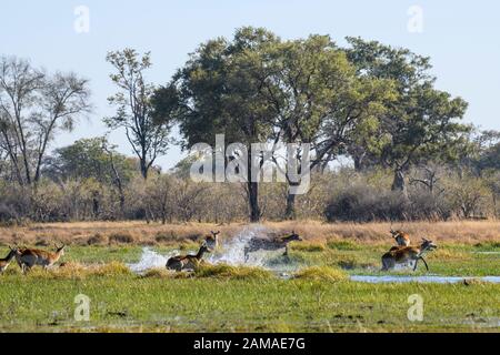 Red Lechwe, professeur de Kobus, en cours et en lépring à travers l'eau, Réserve privée de Khwai, Delta d'Okavango, Botswana. Également connu sous le nom de Southern Lechwe Banque D'Images