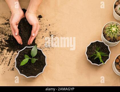 Une femme tient dans ses mains un germe vert de petite plante pour planter dans un pot. Le concept de jardinage à la maison. Vue du dessus de la présentation à plat. cadre horizontal cop Banque D'Images