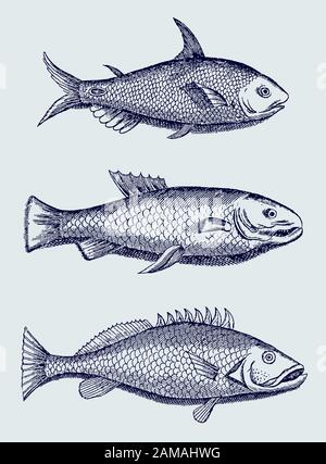 Collection de trois poissons différents du brésil en vue latérale (après une illustration historique du XVIIe siècle) Illustration de Vecteur