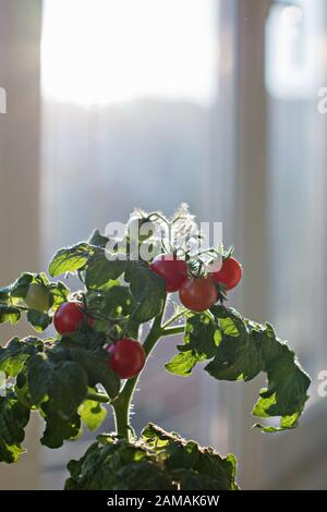 Plant de tomate cerise vert et rouge avec les tomates dans un pot sur le rebord d'un balcon, jardins urbains, l'espace de copie. Banque D'Images