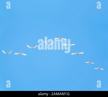 Coin de grues blanches dans le ciel bleu. Oiseaux migrateurs volant sur le ciel bleu. La grue de Sibérie, Le Leucogeranus leucogeranus ou la grue blanche de Sibérie Banque D'Images