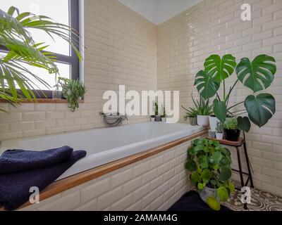 Salle de bains lumineuse avec carrelage de métro et une grande variété de plantes en pot vert telles qu'une usine de crêpes et une usine de fromage suisse créant une oasis verte Banque D'Images