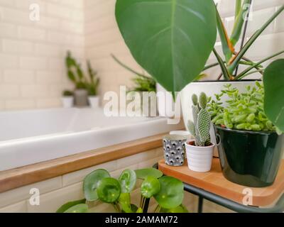 Salle de bains lumineuse avec carrelage de métro et une grande variété de plantes en pot vert telles qu'une usine de crêpes et des plantes de cactus créant une jungle urbaine Banque D'Images