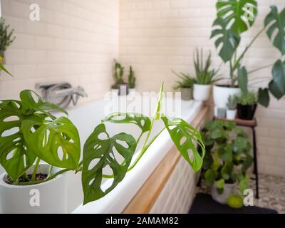 Salle de bains lumineuse avec carreaux de métro et une grande variété de plantes en pot vert comme une plante de masque de singe créant une oasis verte Banque D'Images