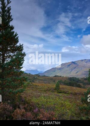 En septembre, une marche d'automne en regardant vers l'ouest depuis le sentier Glen Affric juste avant que les couleurs de la nature commencent à se montrer, 27/09/19 Banque D'Images