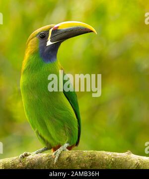 Un toucanet à gorge bleue perché sur une branche, Cinchona, Costa Rica Banque D'Images