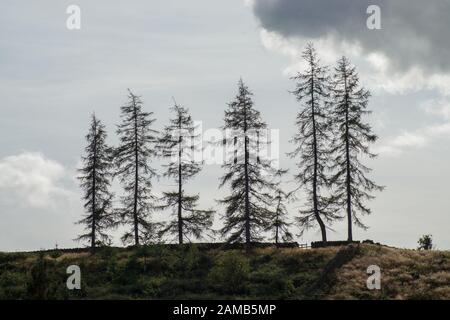 Stand de sept sapins tenu contre la lumière avec petit nuage et ciel bleu pâle Banque D'Images