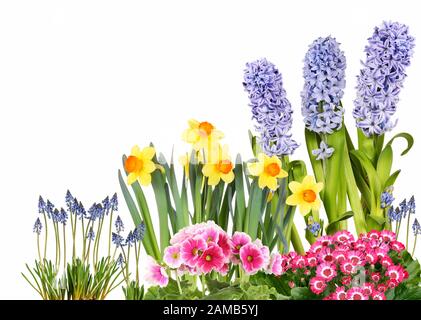 Fleurs de Printemps colorés différents, isolés Banque D'Images