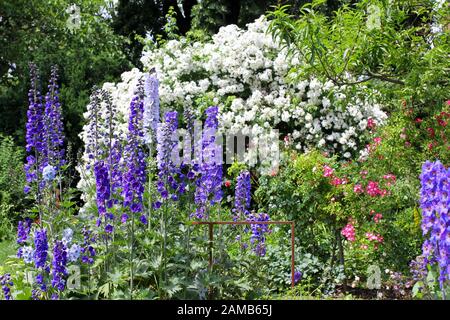 Jardins avec delphinium bleu et roses Banque D'Images