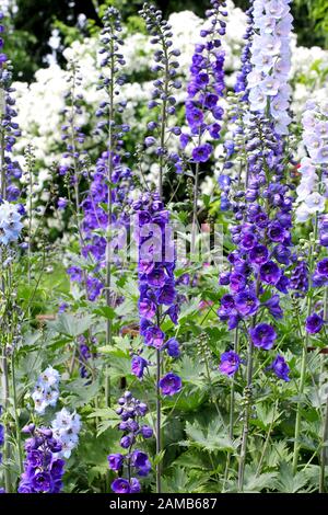 Jardins avec delphinium bleu et roses Banque D'Images