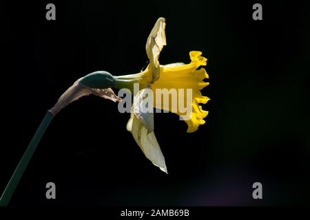 une seule fleur de daffodil prise en lumière du soleil avec des pétales mis en évidence sur un fond sombre Banque D'Images