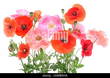 Différentes couleurs de fleurs de pavot, isolé Banque D'Images