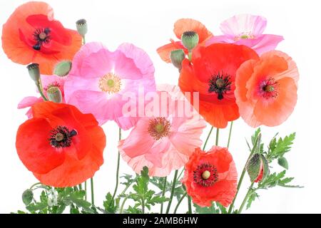 Différentes couleurs de fleurs de pavot, isolé Banque D'Images