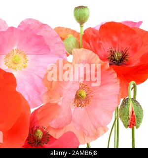 Différentes couleurs de fleurs de pavot, isolé Banque D'Images