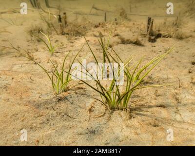 L'isoète à spores végétales aquatiques Banque D'Images