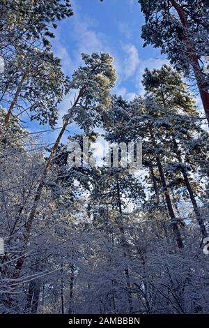 Vue vers le haut vers le ciel entre les arbres couverts de neige, givré. Les pins sont toujours verte. Banque D'Images