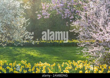 Rangées de fleurs de Daffodil et de branches de cerisiers en fleurs au Royaume-Uni Banque D'Images