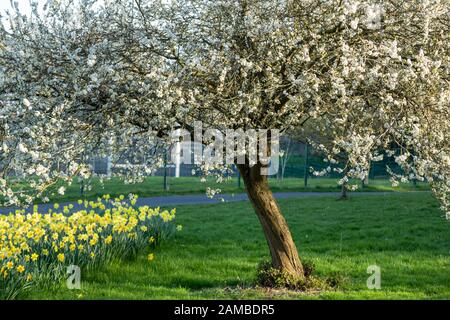 Cerisier fleuri et fleurs de Daffodil au printemps au Royaume-Uni Banque D'Images