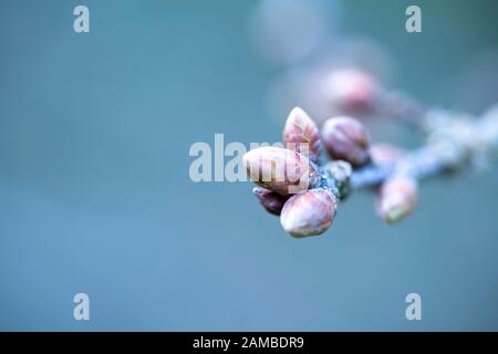 Gros plan macro de bourgeons d'arbres prêts à éclater au printemps Banque D'Images