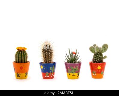 Plantes succulentes, dans une rangée de quatre, dans un petit vase en céramique décoratif coloré. Arrière-plan blanc et espace de copie. Banque D'Images