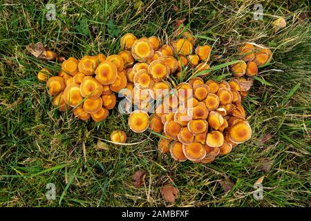 de nombreux petits champignons bruns qui poussent dans la pelouse Banque D'Images